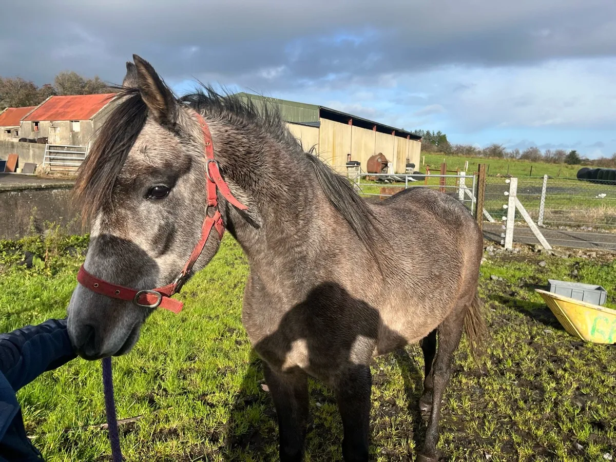 5 year old filly - Image 1