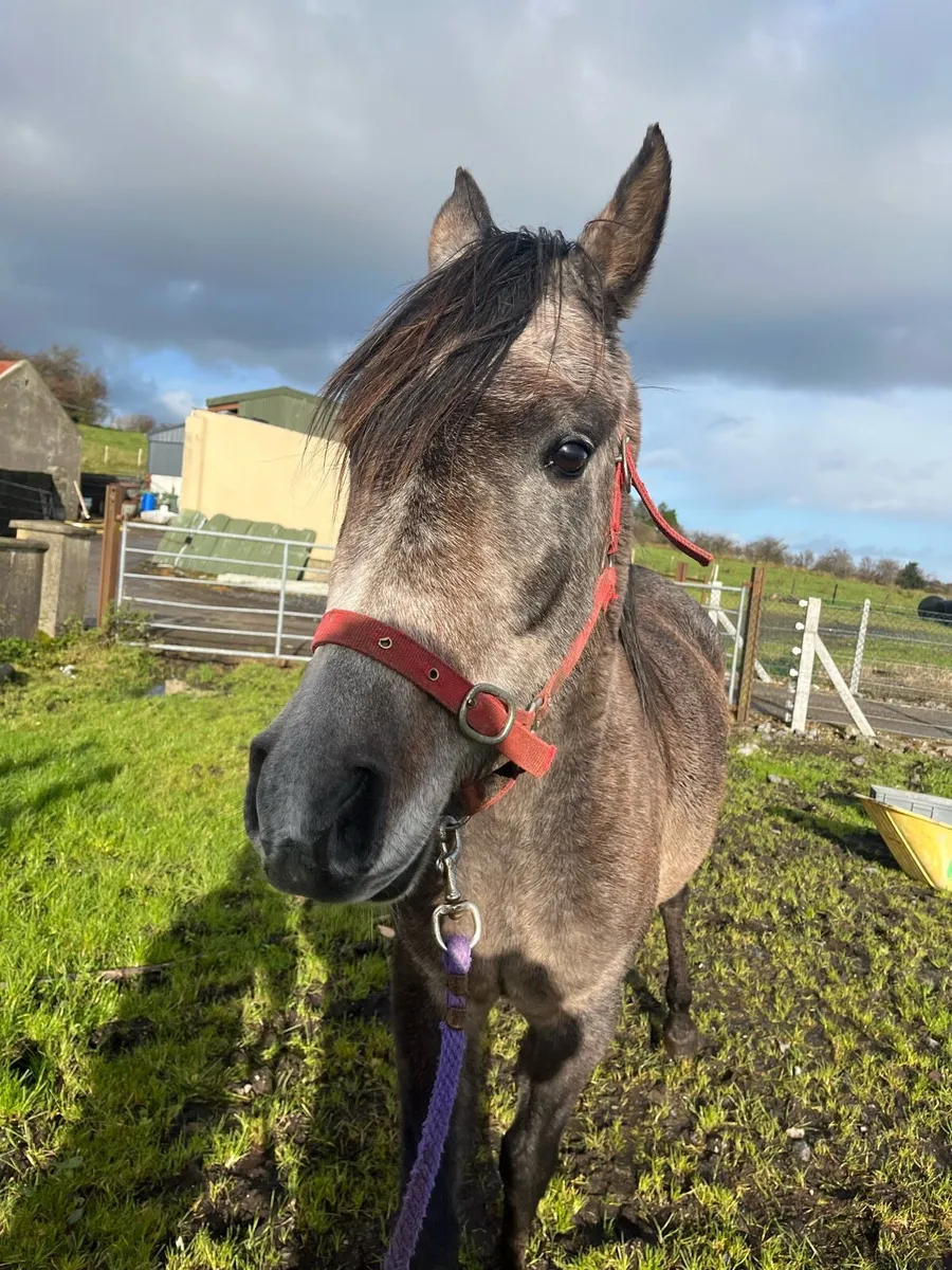 5 year old filly - Image 2