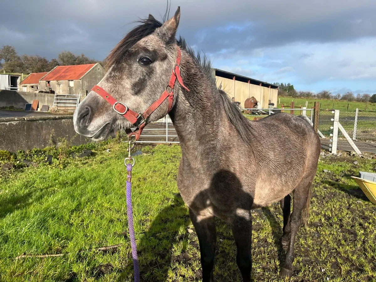 5 year old filly - Image 3