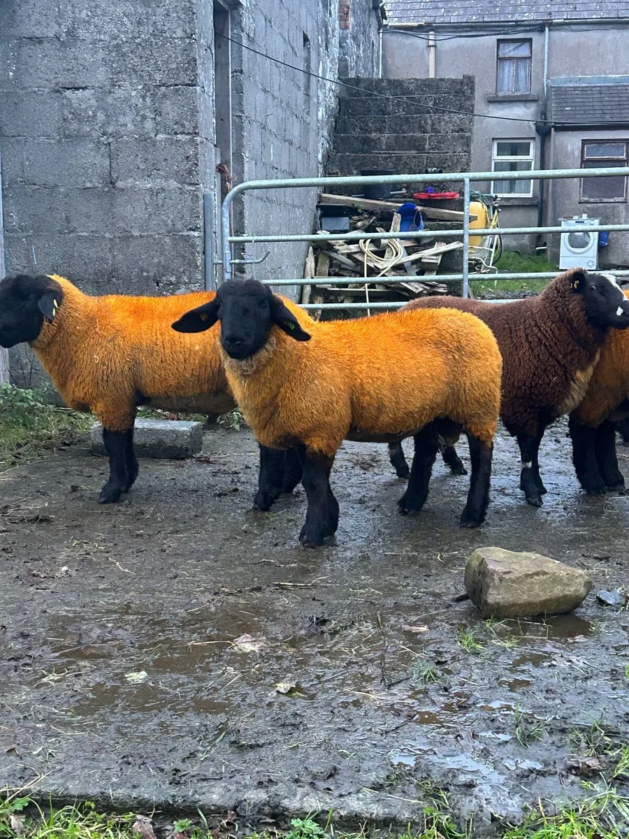 Pedigree Suffolk rams - Image 2
