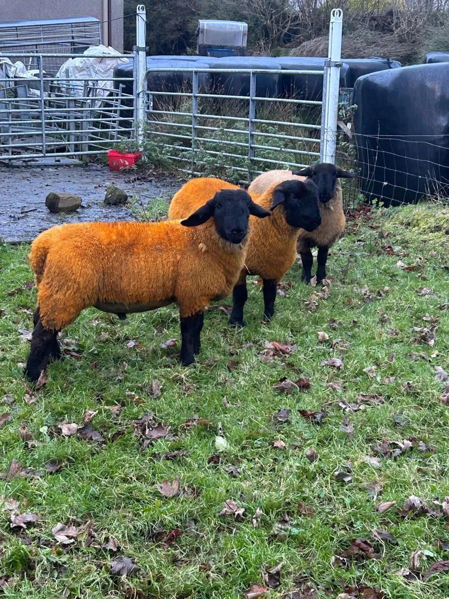 Pedigree Suffolk rams - Image 1