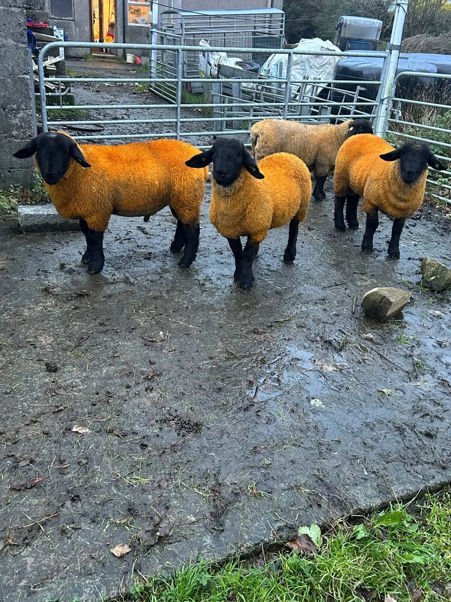 Pedigree Suffolk rams - Image 3