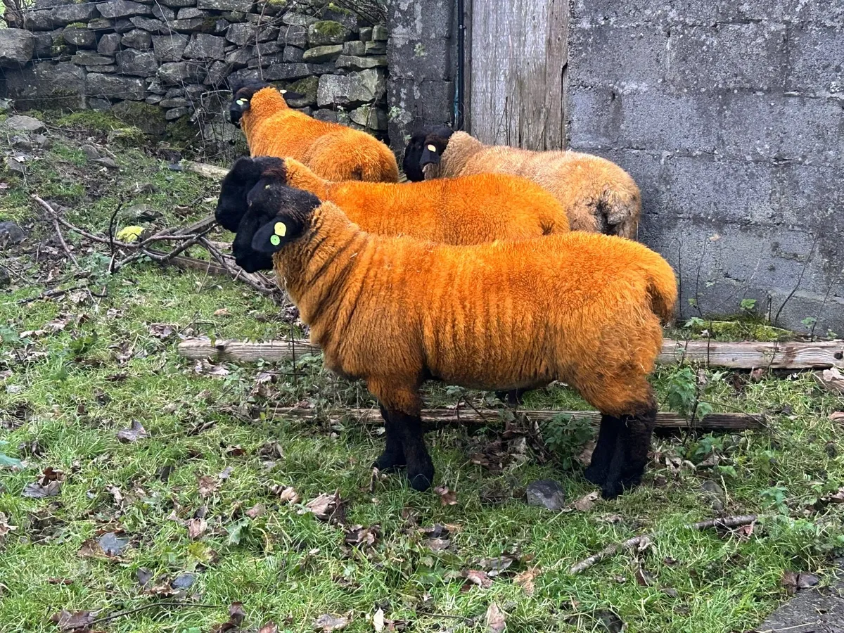 Pedigree Suffolk rams - Image 4