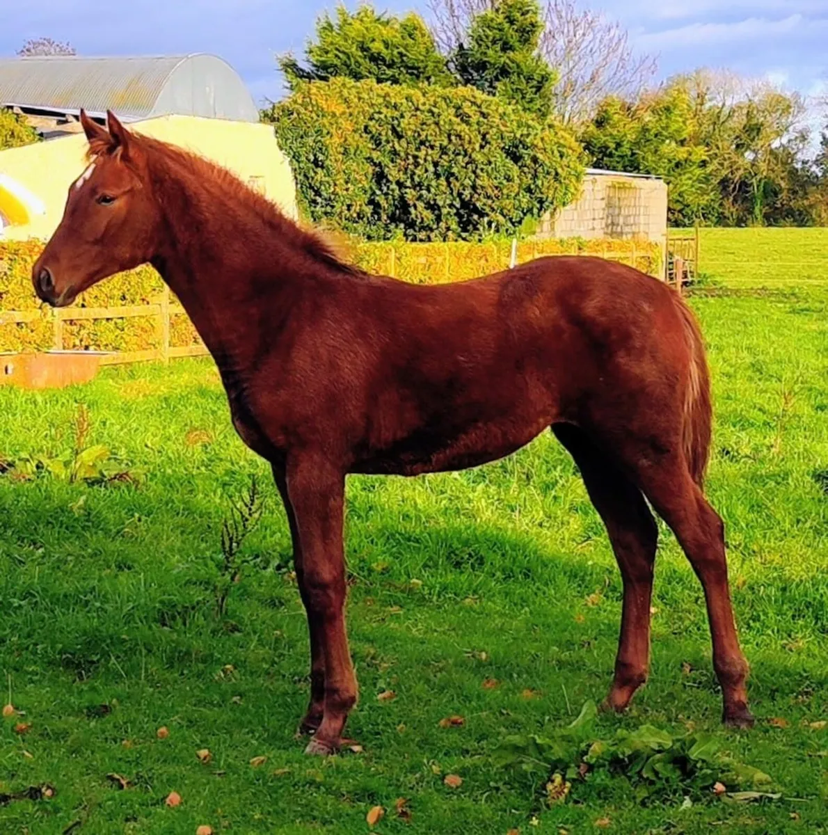 Flashy Another Pleasure Foal - Image 1