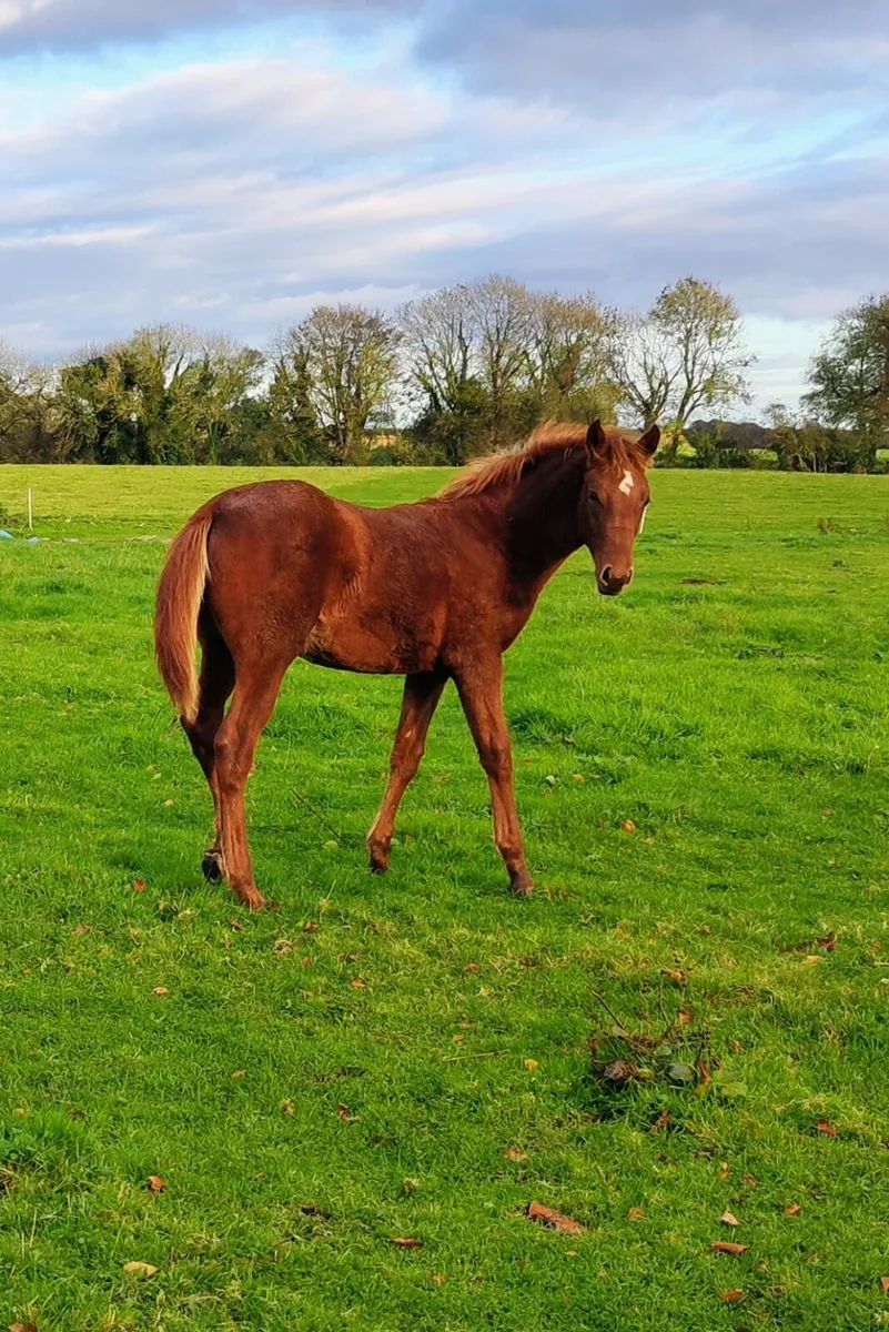 Flashy Another Pleasure Foal - Image 2