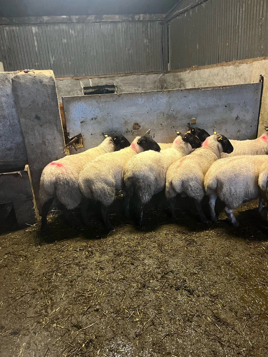 💥10 strong breeding ewes 💥 - Image 1