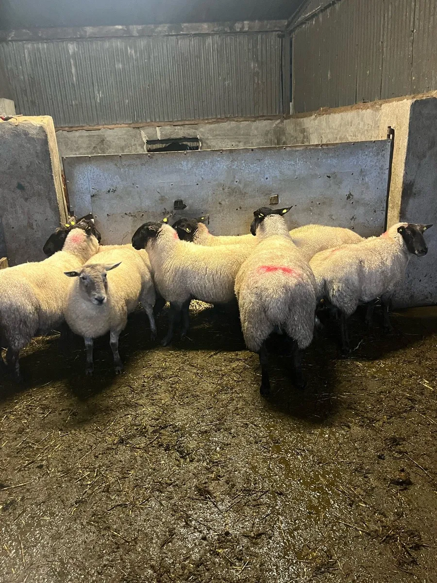 💥10 strong breeding ewes 💥 - Image 2