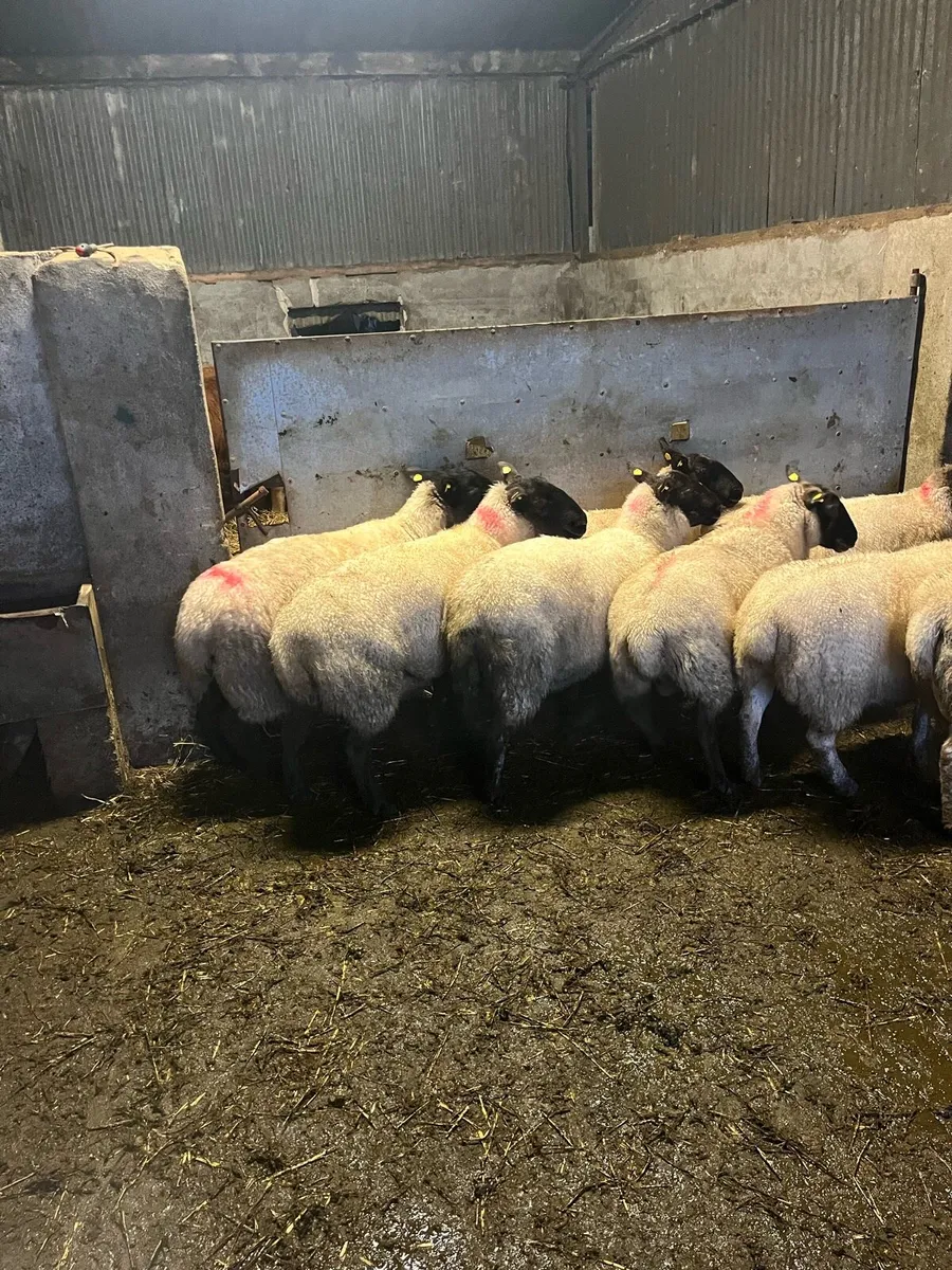 💥10 strong breeding ewes 💥 - Image 3