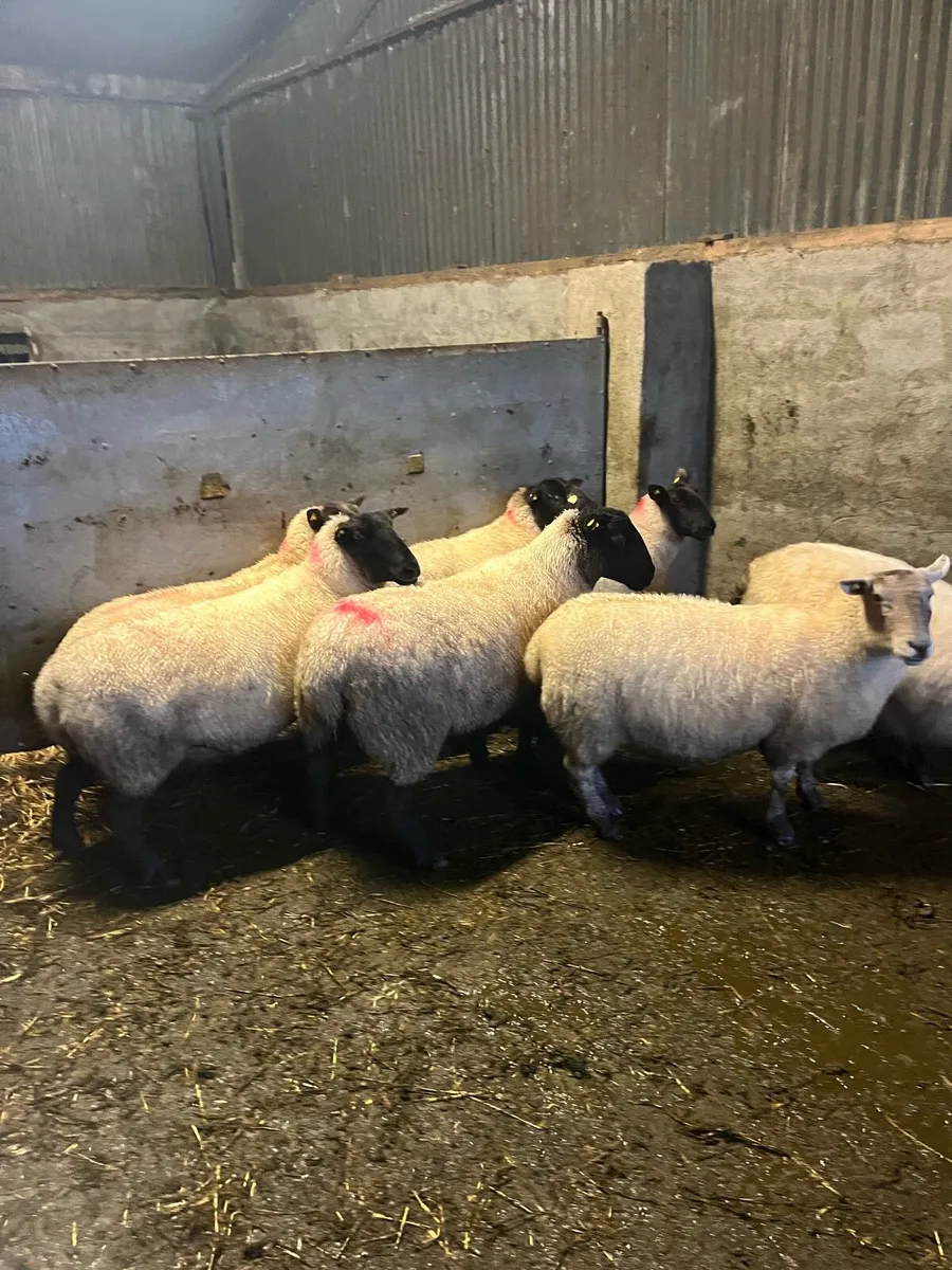 💥10 strong breeding ewes 💥 - Image 4