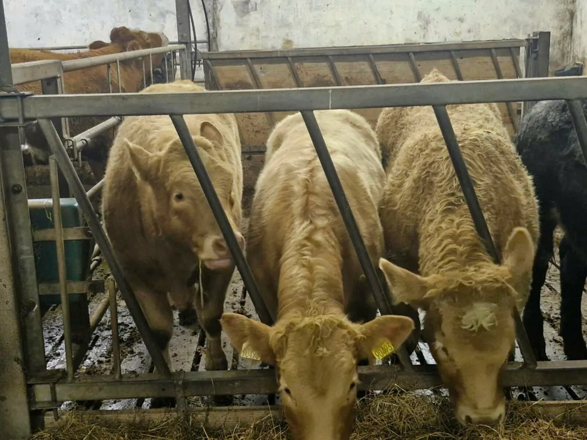 Wealings for balla tuesday - Image 2