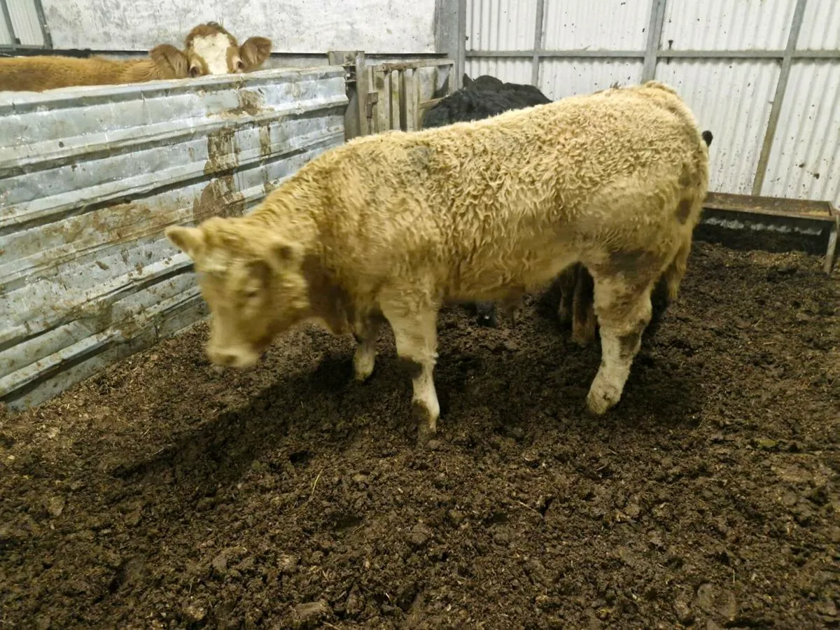 Wealings for balla tuesday - Image 3