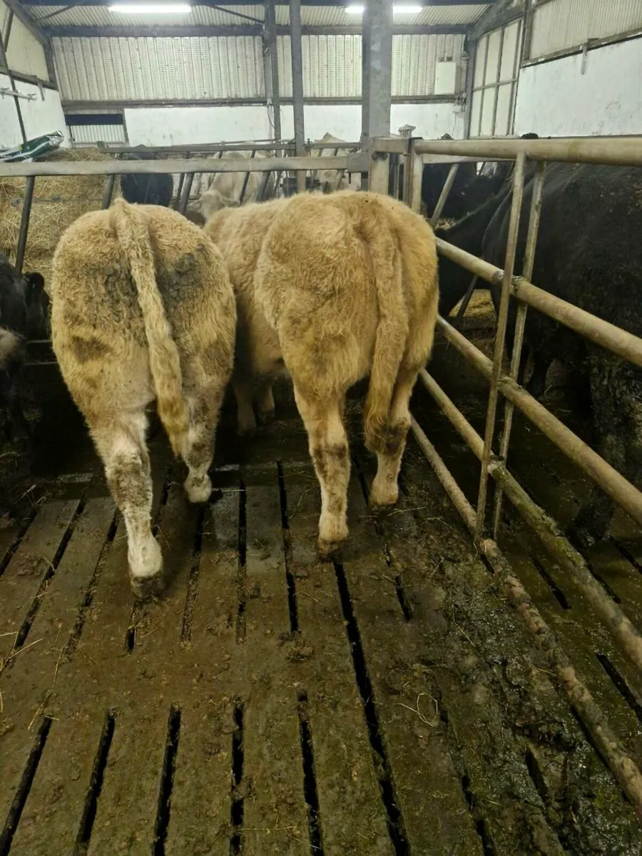 Wealings for balla tuesday - Image 4