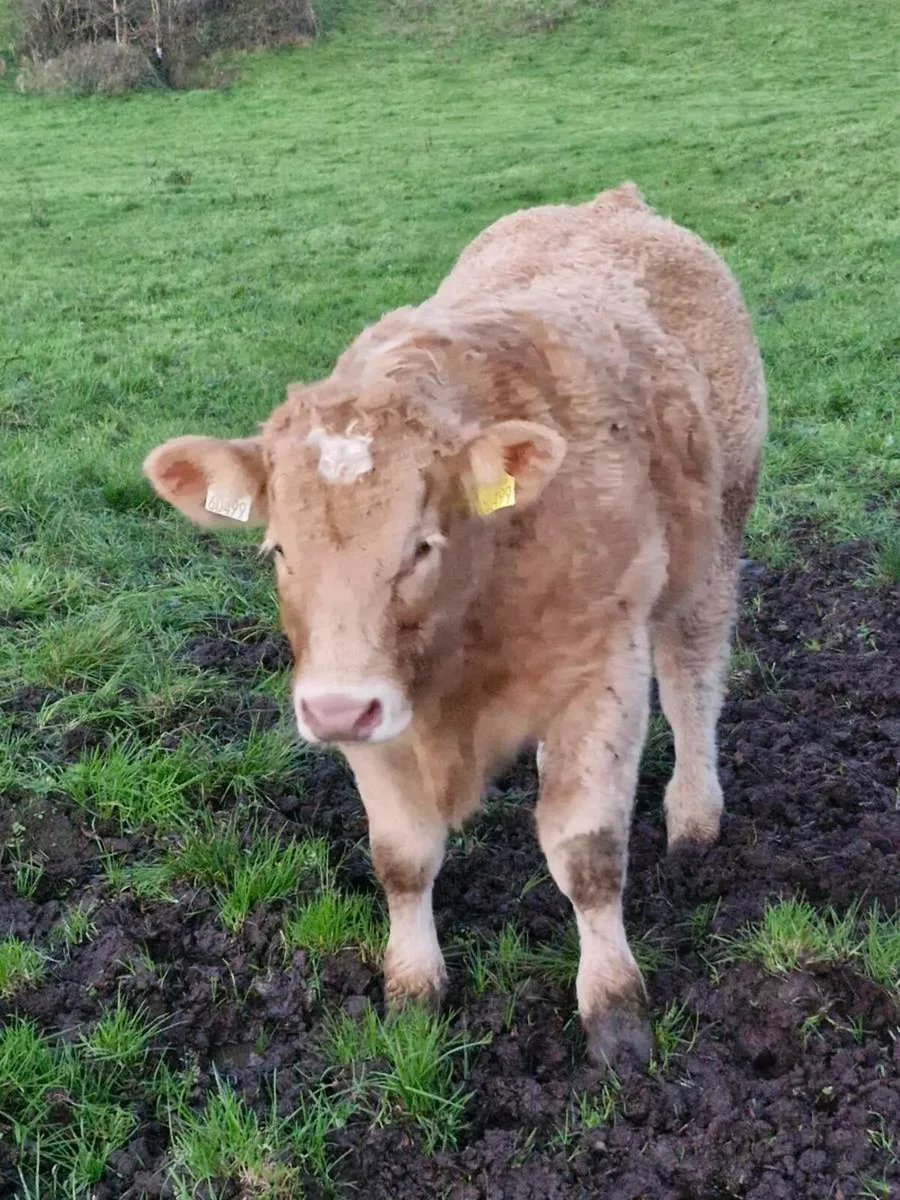 Wealings for balla tuesday - Image 1