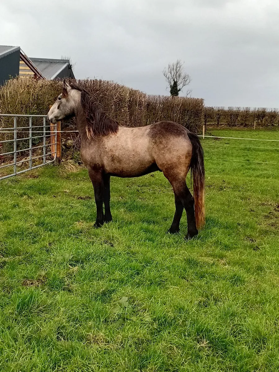 Connemara  gelding - Image 1