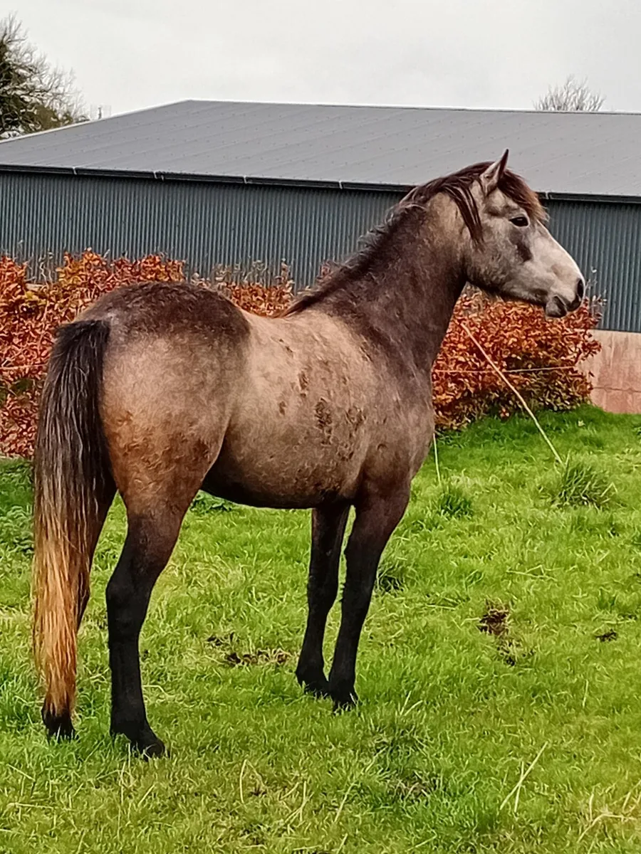 Connemara  gelding - Image 2