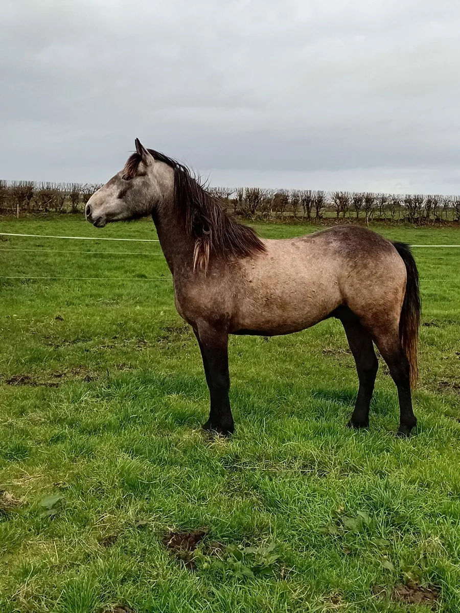 Connemara  gelding - Image 3