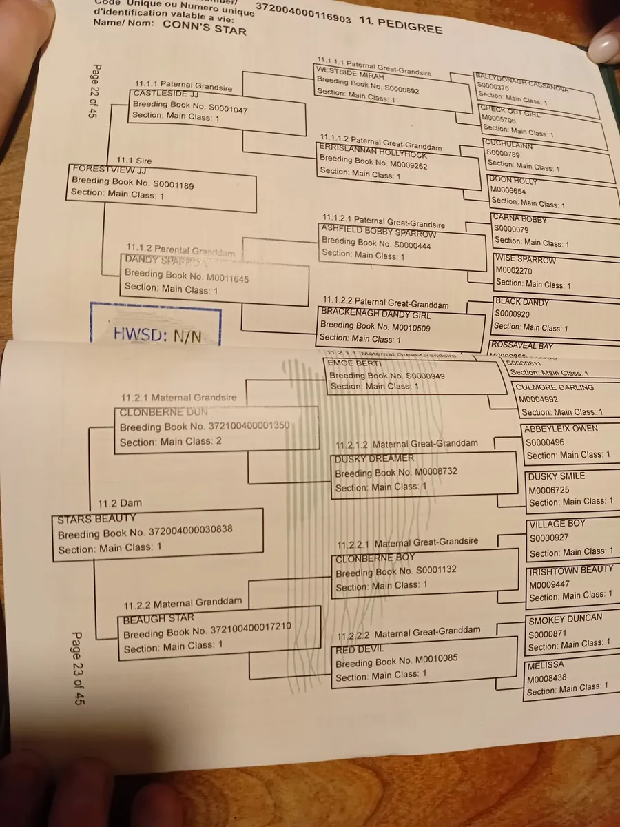 Connemara  gelding - Image 4