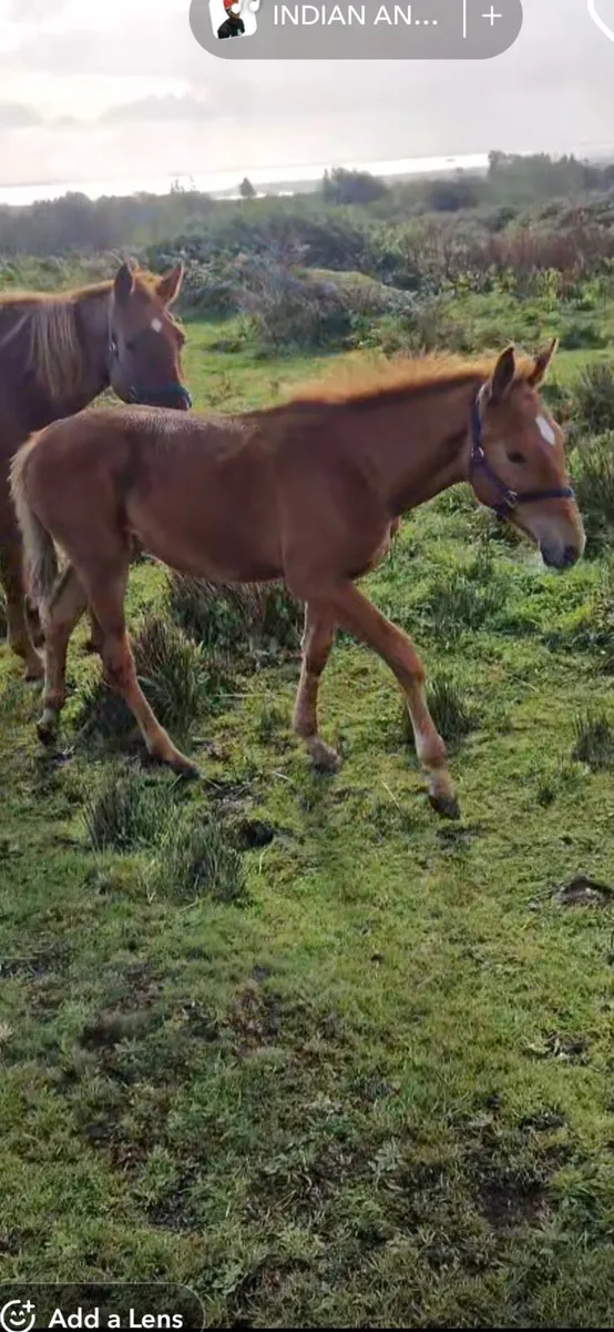 Sports Filly Foal - Image 2