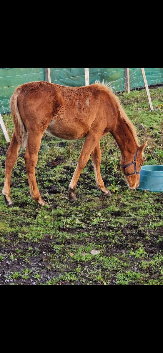 Sports Filly Foal - Image 1
