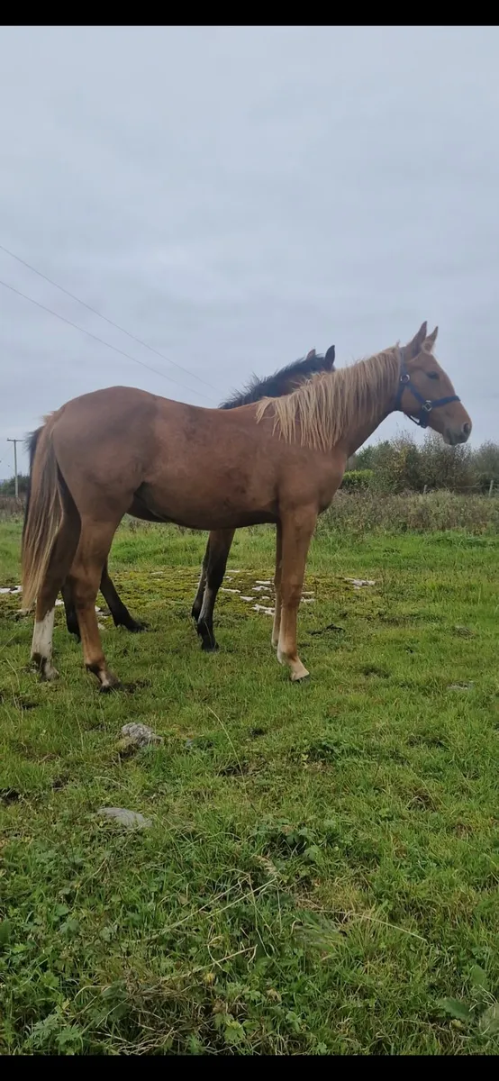 Sports Filly Foal - Image 3