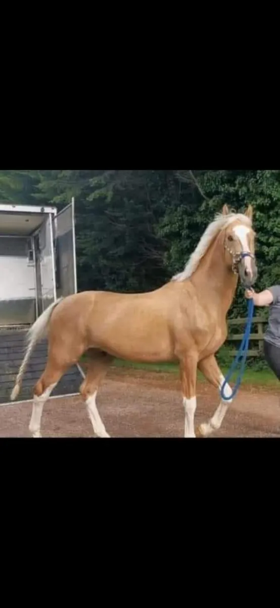 Sports Filly Foal - Image 4