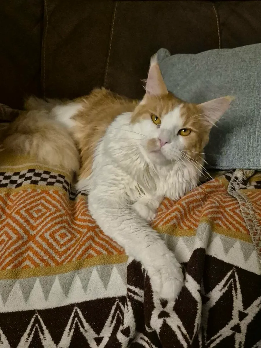 Maine Coon Cats - Image 2