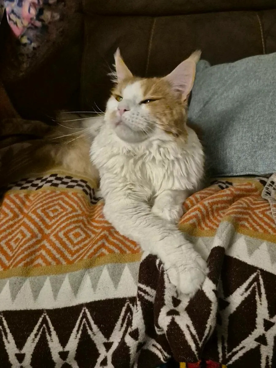 Maine Coon Cats - Image 3