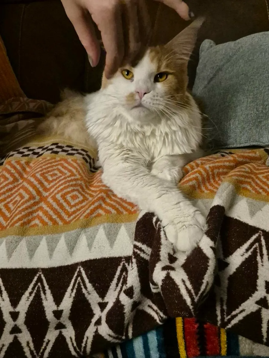 Maine Coon Cats - Image 4