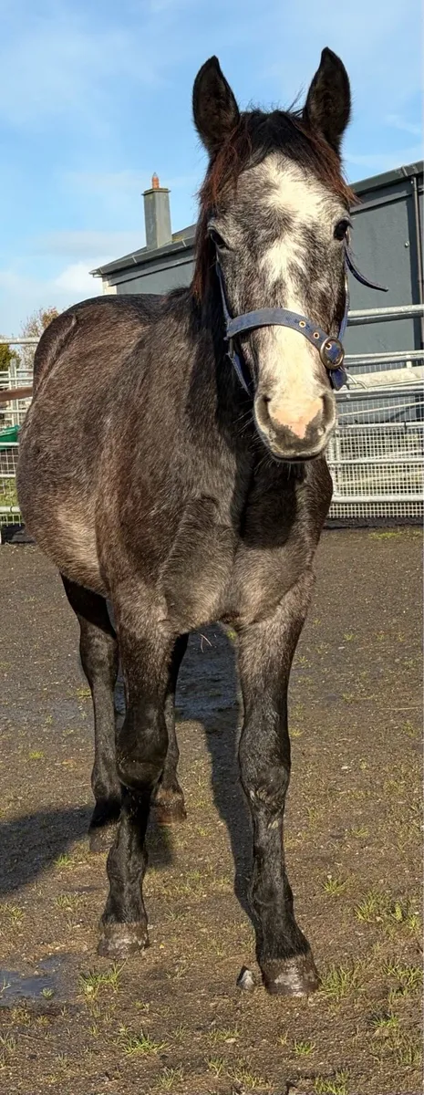 Gelding pony - Image 2