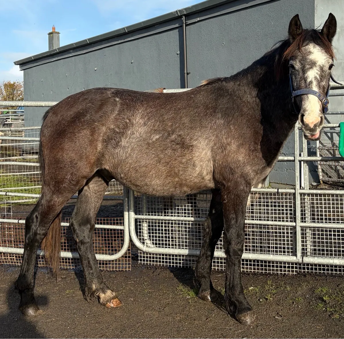Gelding pony - Image 3