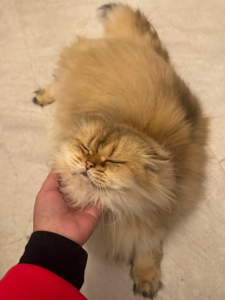 British longhair cats - Image 2