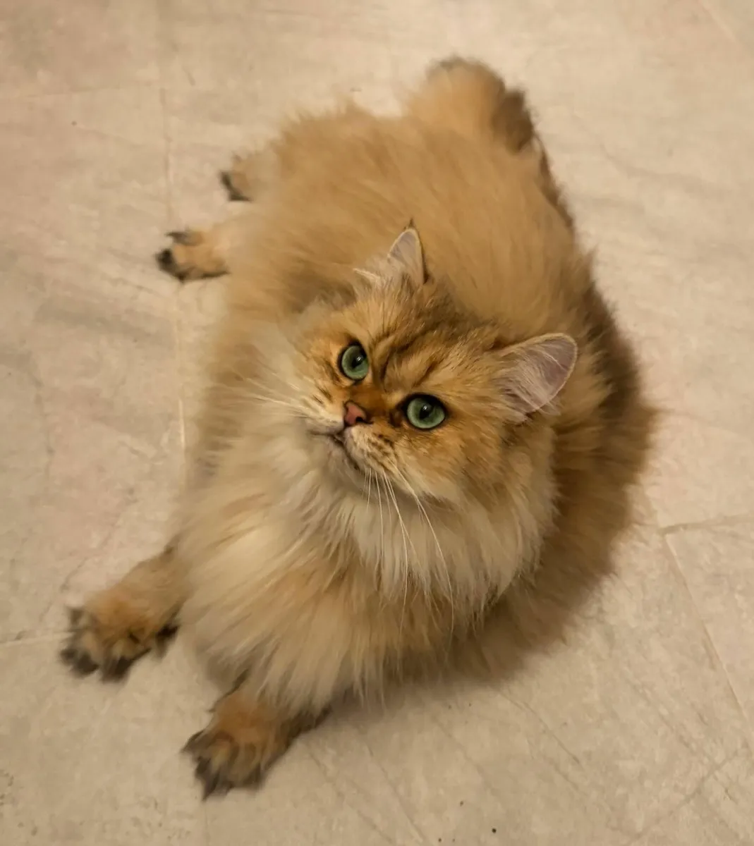 British longhair cats - Image 1