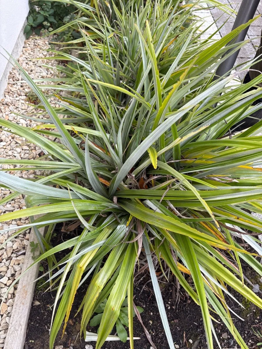 Small(ish) Astellia plant - Image 2