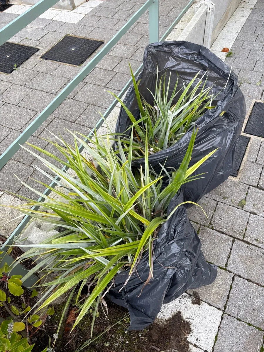 Small(ish) Astellia plant - Image 3