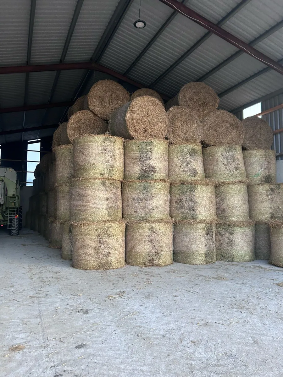 Spring barley straw - Image 3