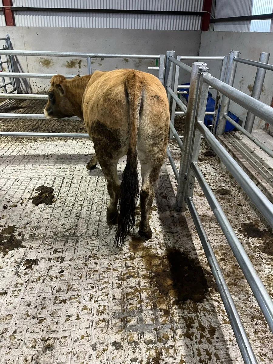 Purebread incalf Aubrac heifer - Image 3