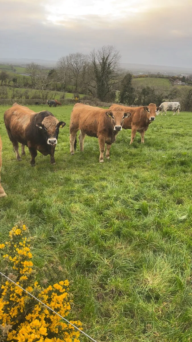 Purebread incalf Aubrac heifer - Image 4
