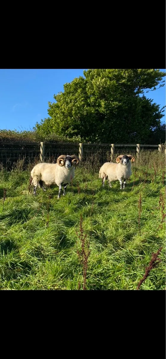 Lanark Rams - Image 1