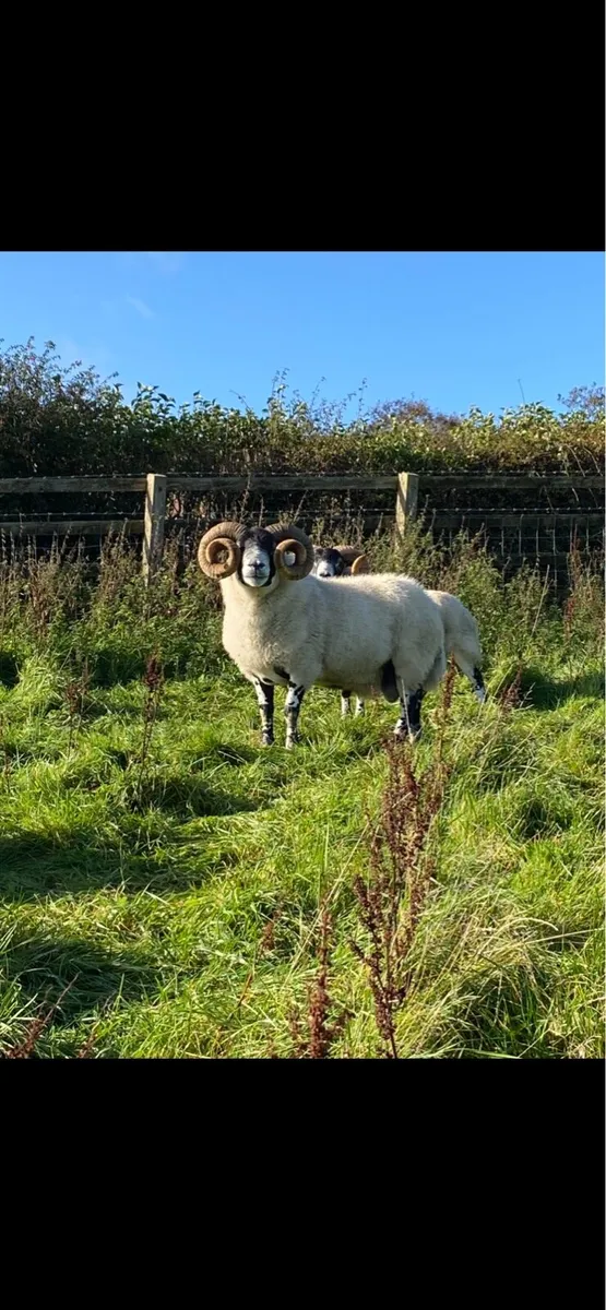 Lanark Rams - Image 2