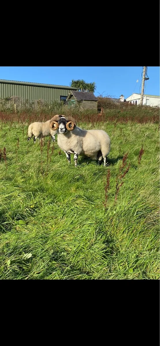 Lanark Rams - Image 3