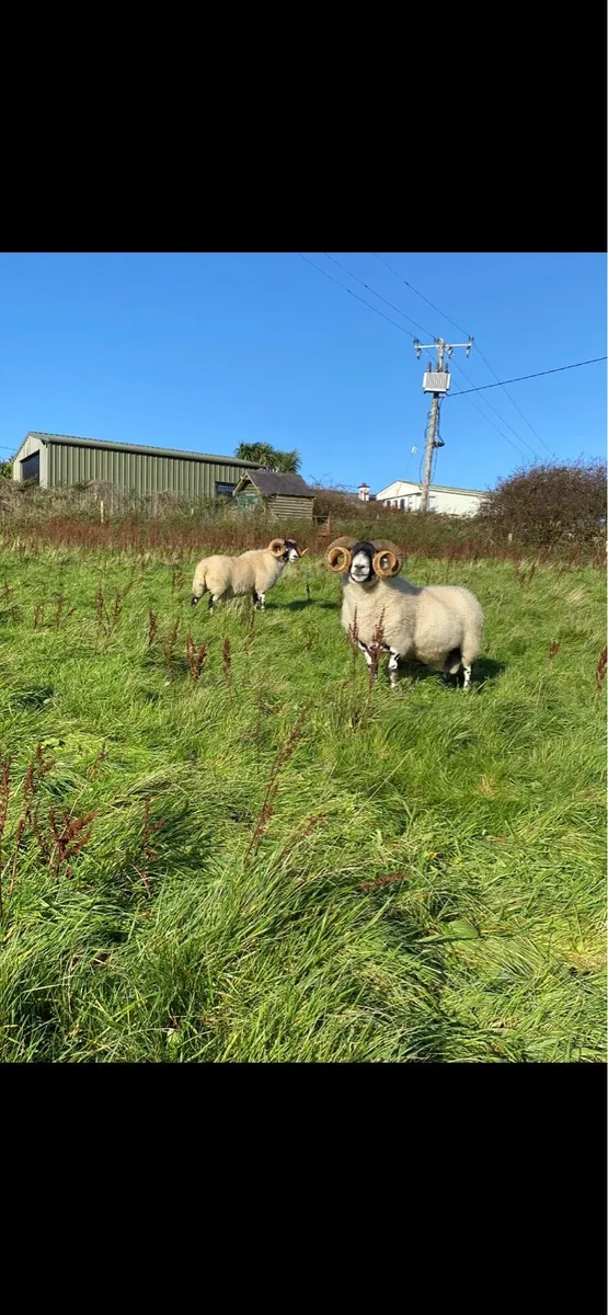 Lanark Rams - Image 4