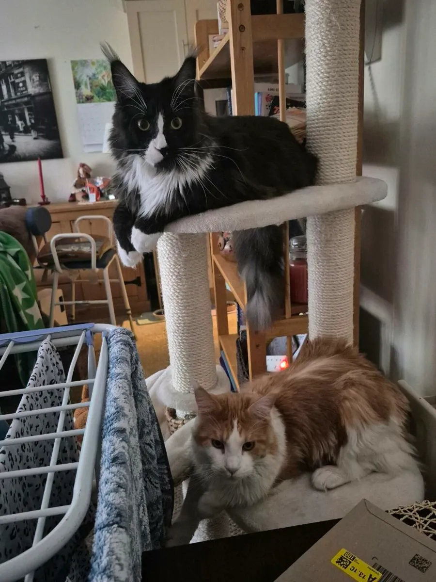 Maine Coon Cats - Image 1