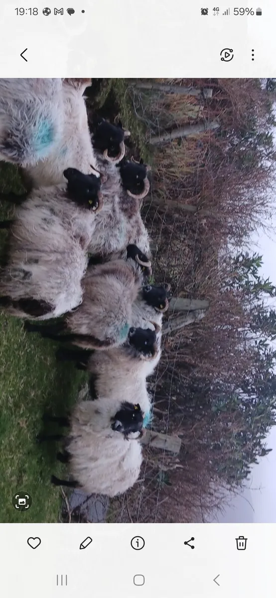 Aged ewes - Image 2