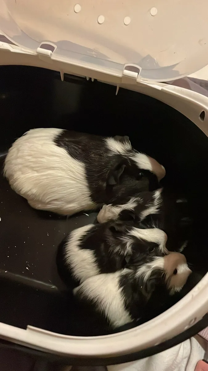Guinea pigs - Image 1