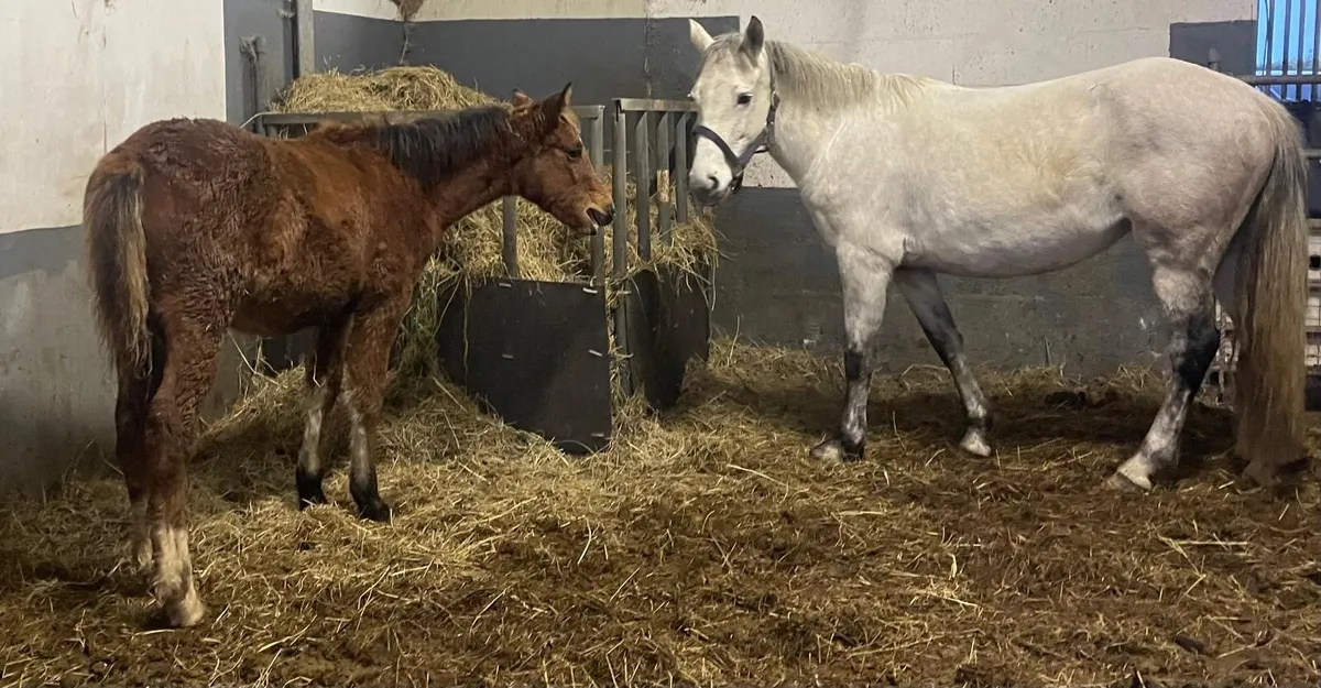 Well handled Filly foal to make 14.2hh pony - Image 1