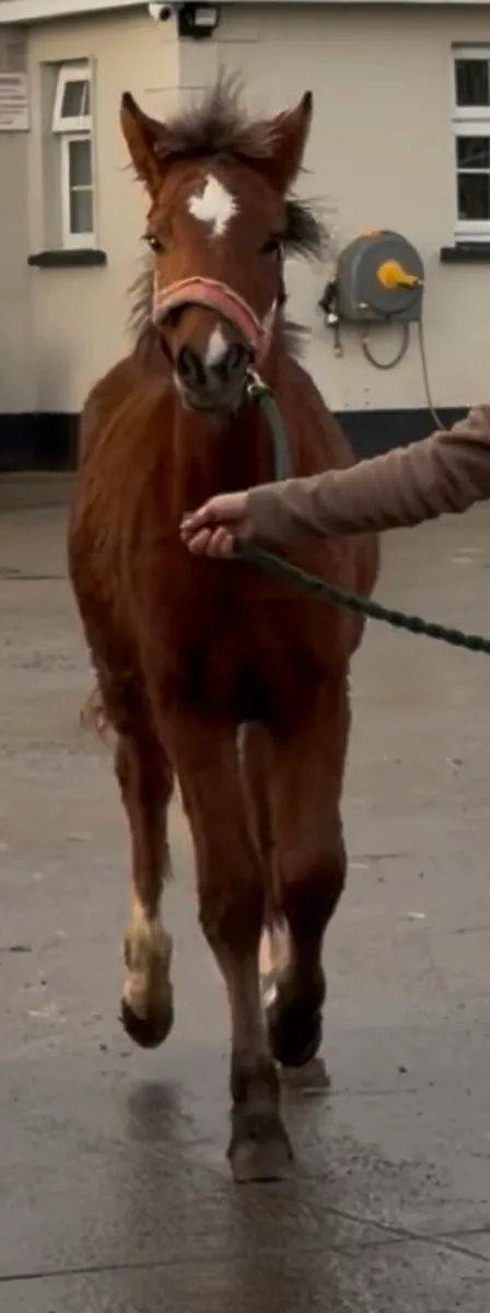 Well handled Filly foal to make 14.2hh pony - Image 2