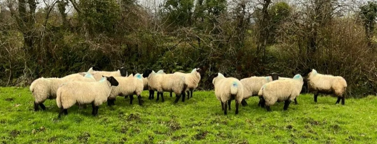 Ewe lambs - Image 3
