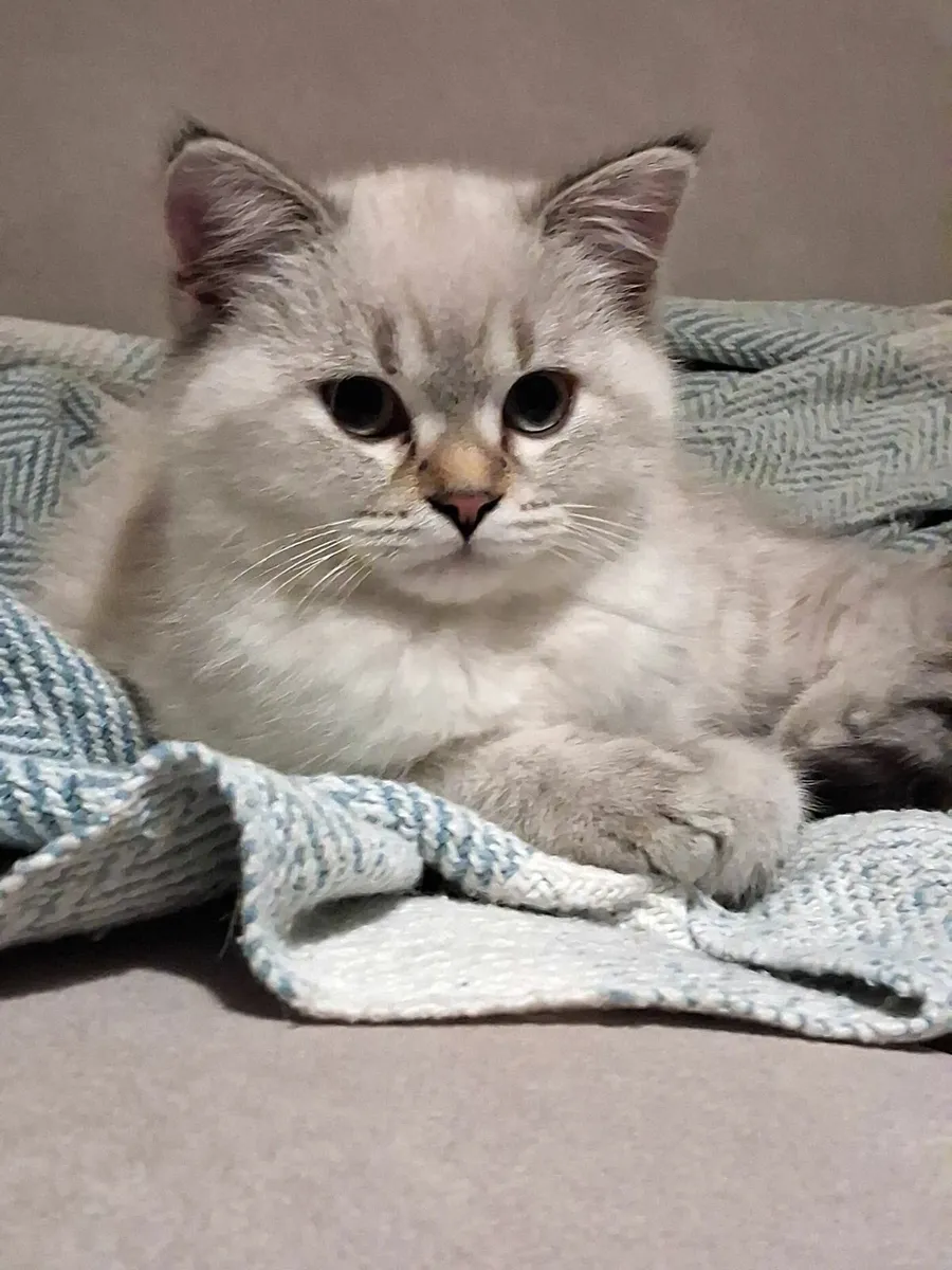 Gorgeous kittens - Image 2