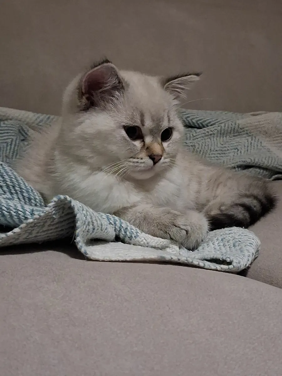 Gorgeous kittens - Image 3