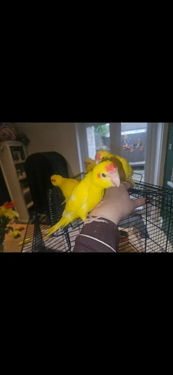 **🦜 Hand-Reared Kakariki Chicks 🦜** - Image 3